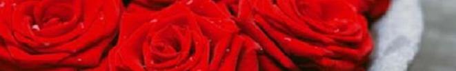 Kopafbeelding met rode rozen
